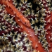 goby_whip_large_nw_v_0034_pal0040.jpg